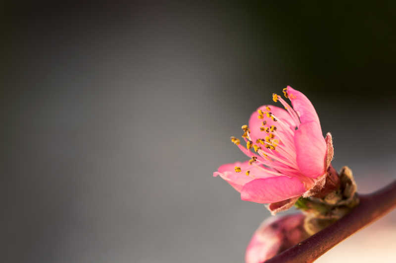 阳光深色背景下粉红色的果树花