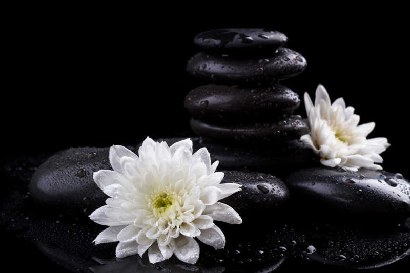 黑色热石疗和白菊花