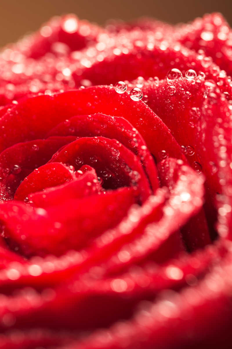 深红色玫瑰上的水滴