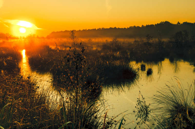 沼泽上方的日出