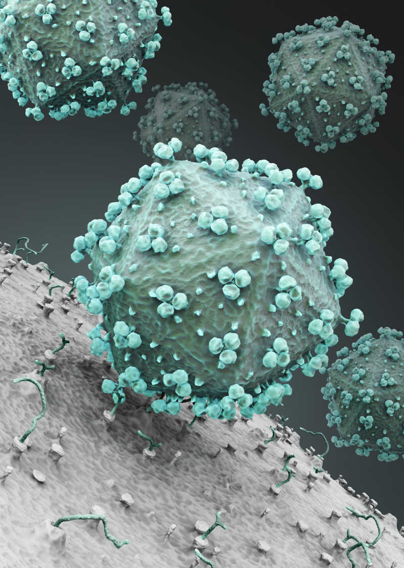 HIV病毒攻击细胞