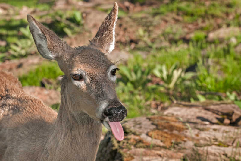 伸出舌头的白尾鹿