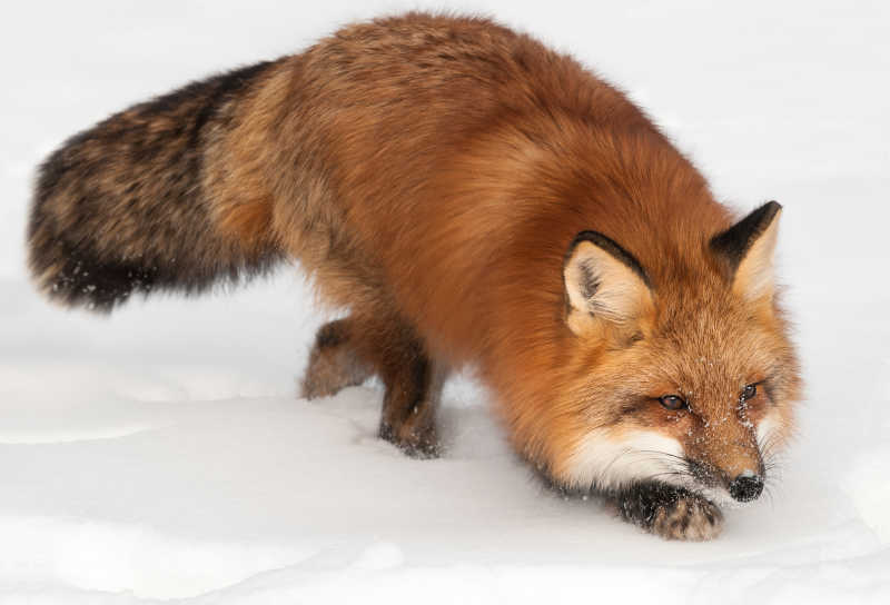 雪地里准备猎食的狐狸