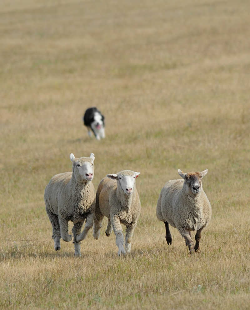 牧羊犬追赶者羊群里的三只羊