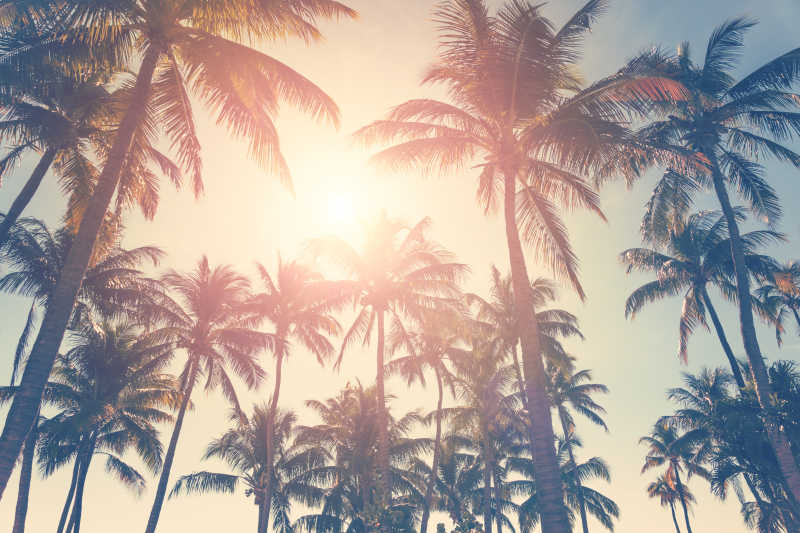 太阳光下的棕榈树