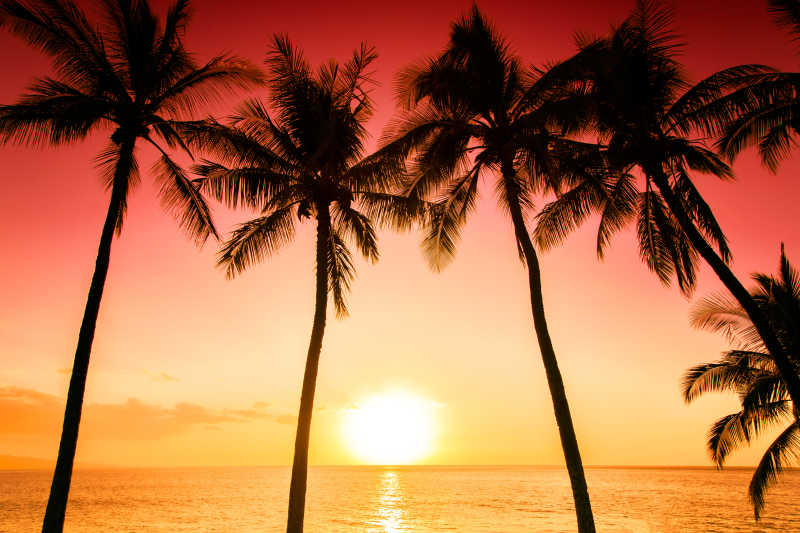 热带海滩棕榈树下的日落晚霞