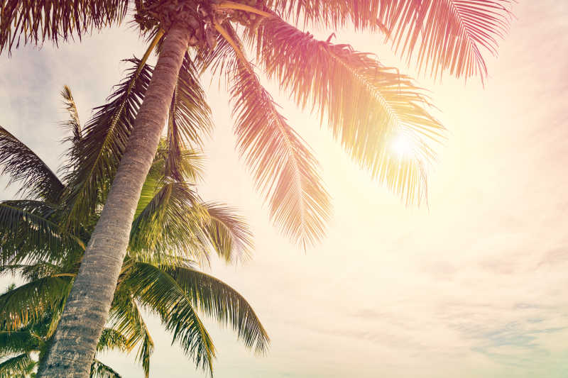 天空阳光下的热带棕榈树