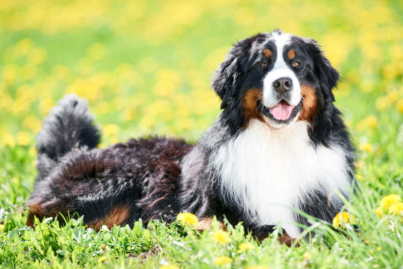 草地上趴着的伯恩山犬