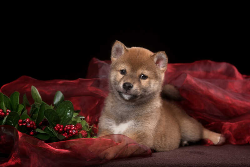 小狗柴犬趴在工作室里