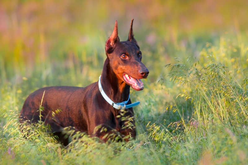 棕色杜宾犬在夕阳下的草地里