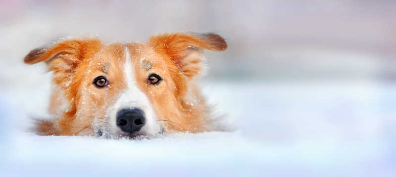 雪中的可爱的边境牧羊犬