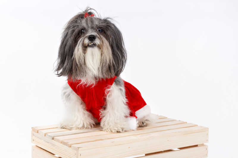 可爱的哈瓦那犬穿着红色的圣诞节的礼服