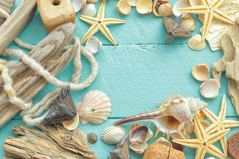 蓝色木板上的各种海贝壳