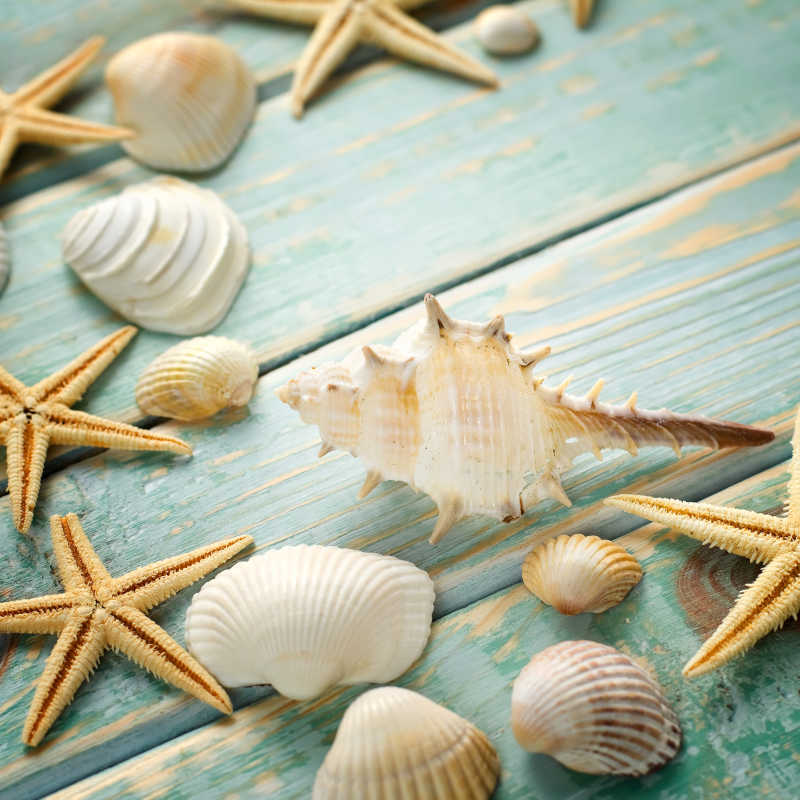 木材上的海螺海星贝壳