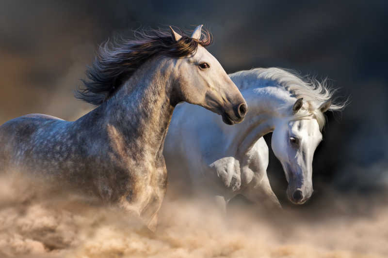 黄昏时两只马在尘土中奔跑