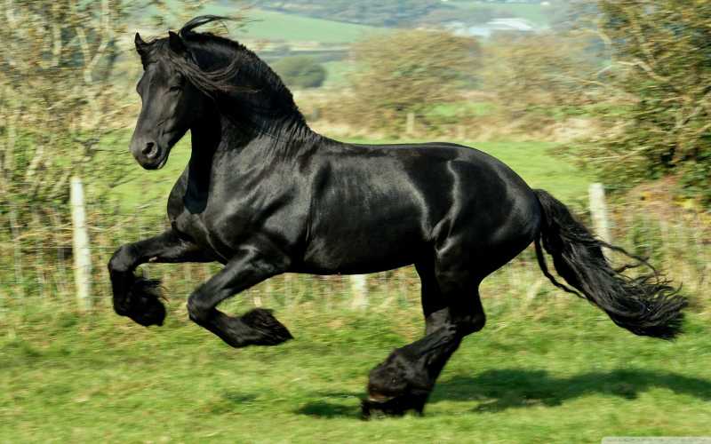 纯黑色的马在绿色的草地里奔跑