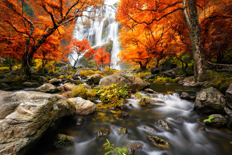 自然景观秋天的枫叶以及小溪