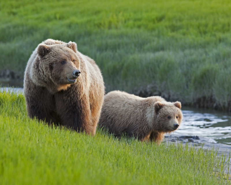 河流边草地上的北美灰熊