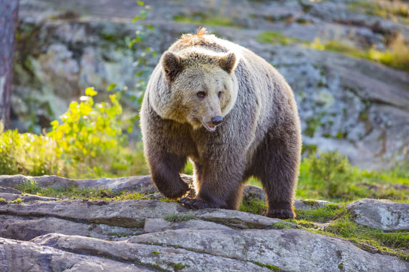 森林岩石下的成年大棕熊