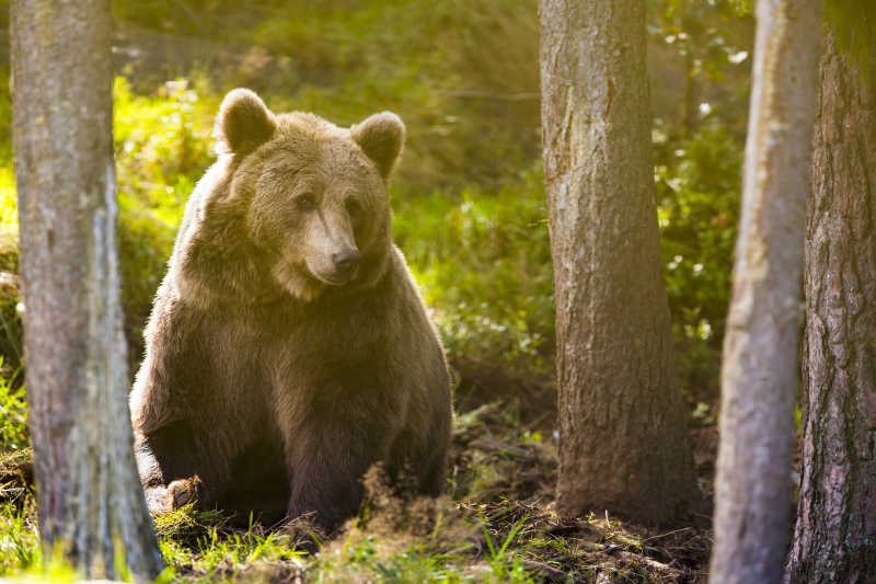 森林阳光下的成年棕熊