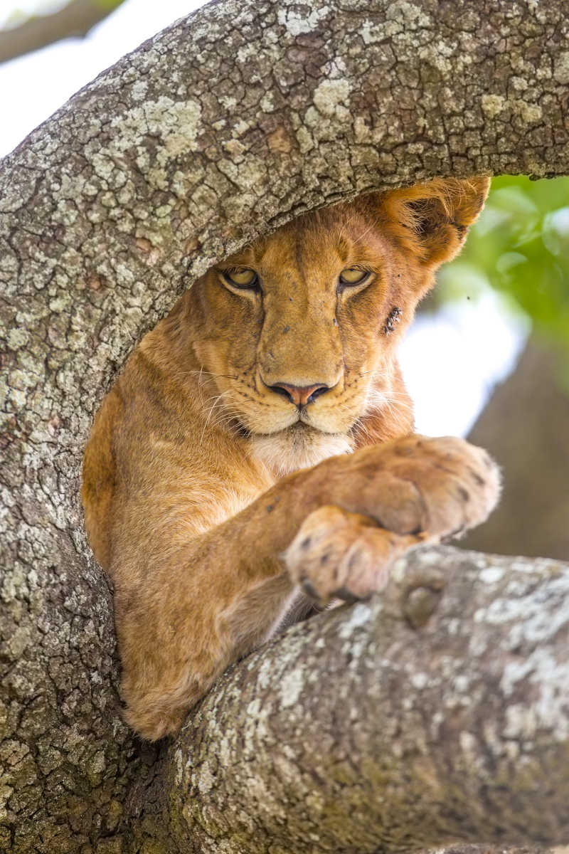 树上趴着的狮子
