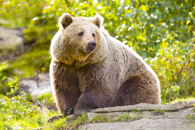 夕阳下坐在草地上的大棕熊
