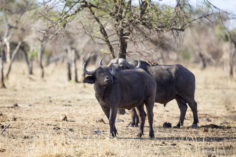 在非洲的两个大水牛