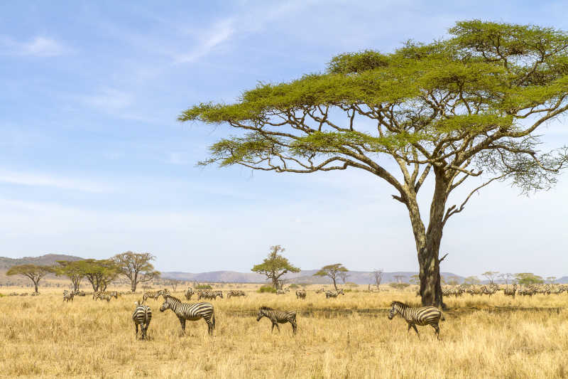 在非洲草原上吃草的斑马