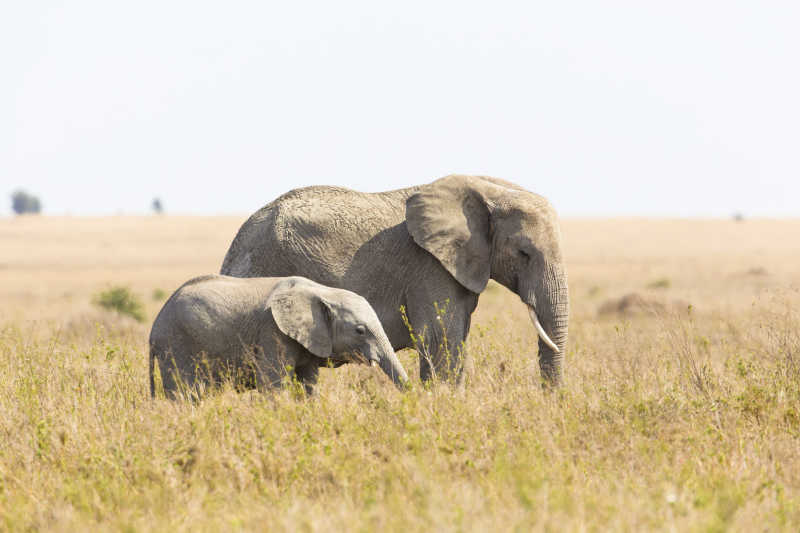 大象妈妈和小象在非洲