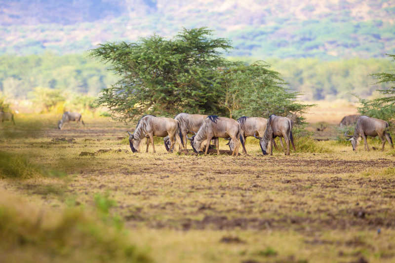 非洲一群正在吃草的羚羊