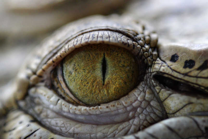 鳄鳄鱼眼睛特写