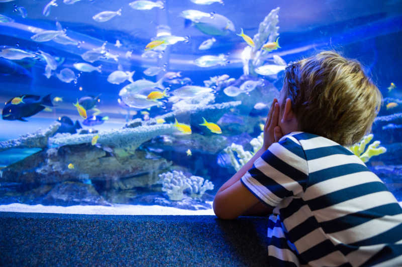 坐在水族馆前面看着鱼的小男孩