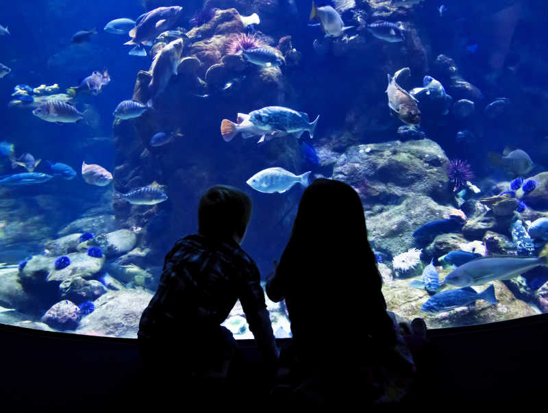 两个孩子坐在一个大型的水族馆观看鱼