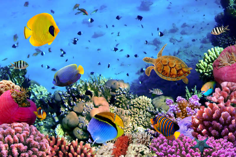 颜色丰富多彩的海底世界