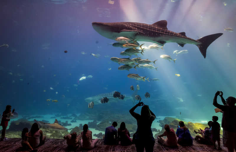 水族馆观看鱼类的游客