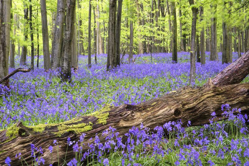 春天森林里美丽的蓝铃花