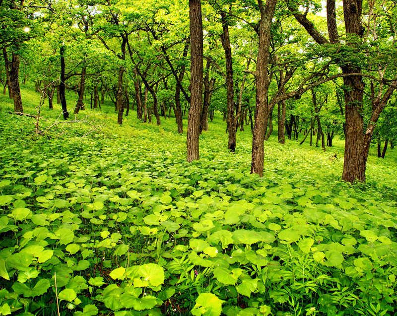 春天森林里的树木和绿色的野草