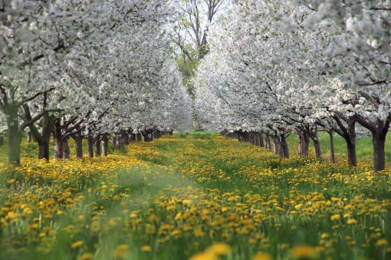 开满白色花的樱花树以及开满黄色花的蒲公英自然景观