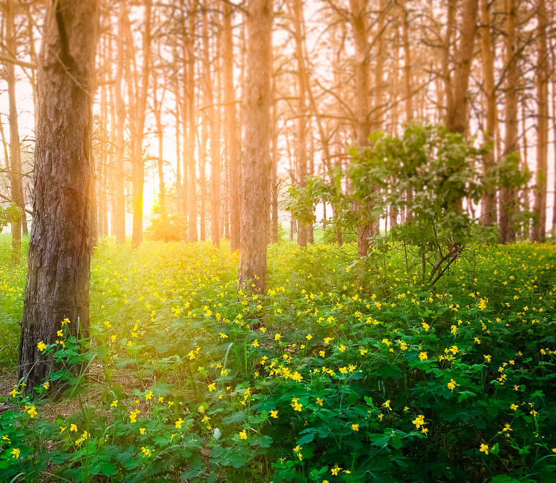 美丽晚霞下的森林里的树木和黄色小野花