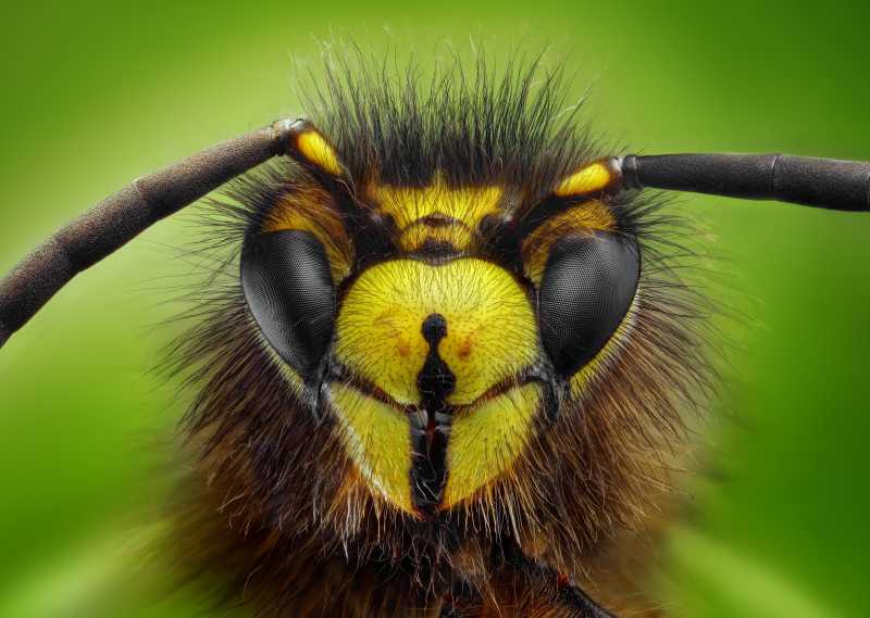 黄蜂头部的锐利而细致特写