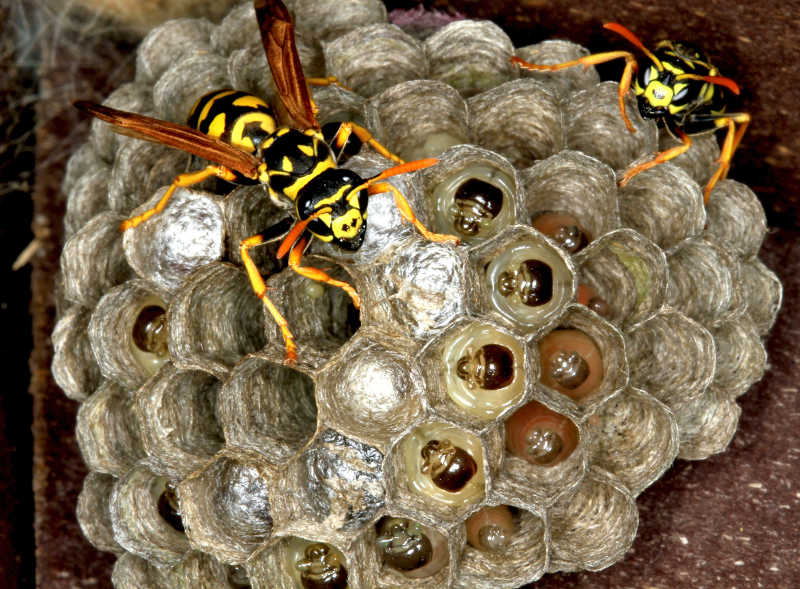 黄蜂巢与黄蜂特写