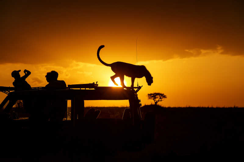 肯尼亚晚霞下的游客和猎豹剪影