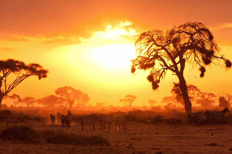 非洲肯尼亚的日落下的相思树