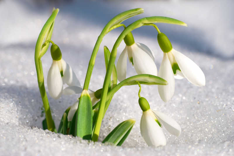 雪地里雪花莲特写