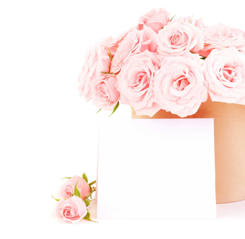 一盆粉红色的玫瑰花空白的卡片白色背景下美丽的花朵