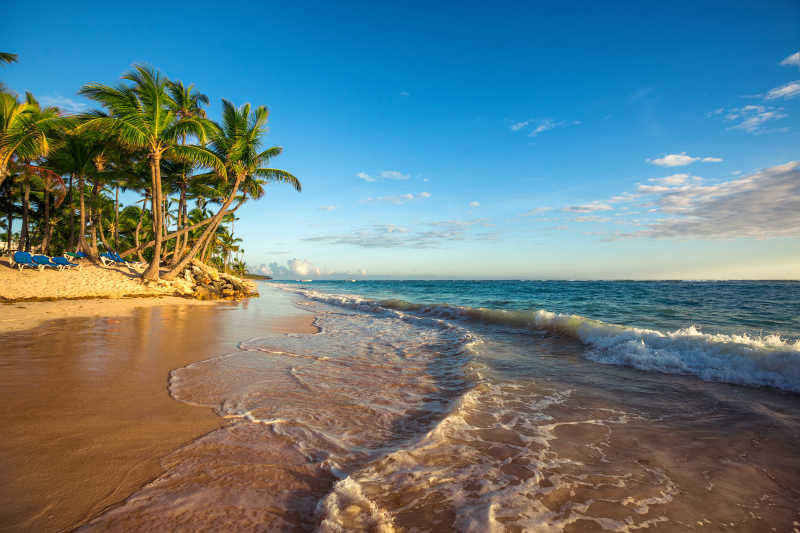 海滩上的海水和棕榈树风景