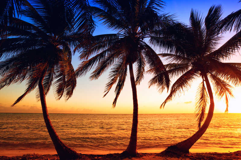 热带椰子树海边日出
