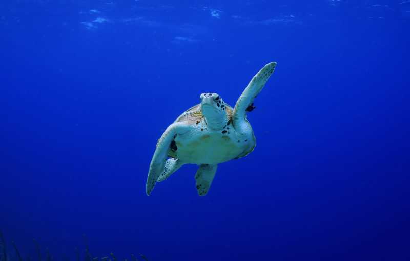 蓝色海底的海龟