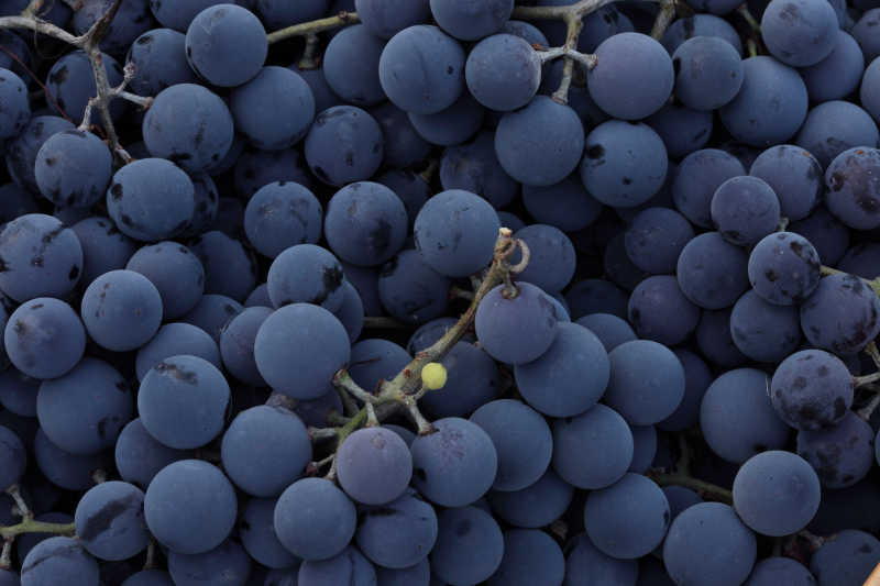 一堆成串的蓝葡萄