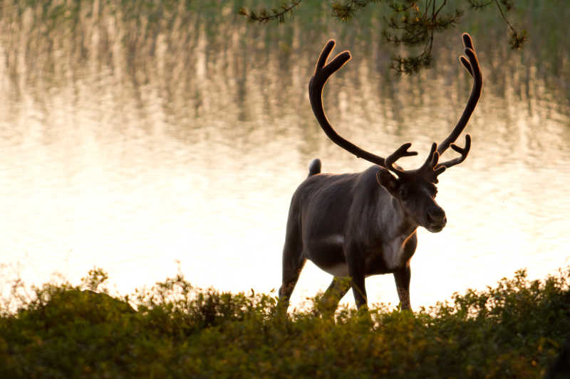 芬兰湖边的驯鹿